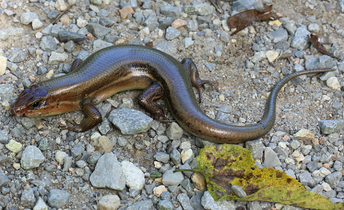 Broadhead Skink